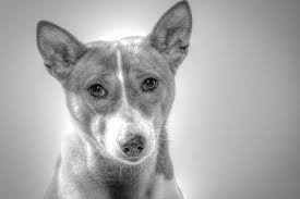 How long can you leave your dog home alone. How Long Can A Basenji Be Left Alone The Dogs Breeds