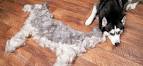 Best Brush for Huskies – (and How to Stop Husky Shedding)
