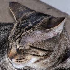 Black And Orange Tabby Kitten The Truth About Tabby Cats Grey Tabby Cats Tabby Cat Names Tabby Cat Pictures