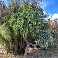 Image result for Cussonia sessilis