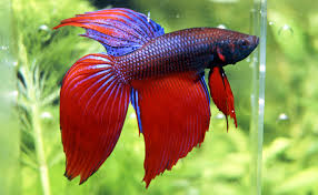 The siamese fighting fish ( betta splendens ), also known as the betta fish or just betta , is one of the most popular species of freshwater aquarium fish. Siamese Fighter Aquarium Fish Paradise Adelaide Sa