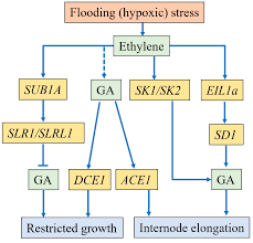 243,945 likes · 71,901 talking about this. Ijms Free Full Text Plant Morphological Physiological And Anatomical Adaption To Flooding Stress And The Underlying Molecular Mechanisms Html