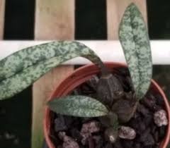 Image result for Oeceoclades decaryana