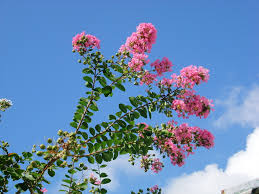 「サルスベリ 。画像。」の画像検索結果