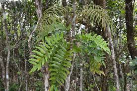 Image result for Lomariopsidaceae