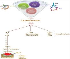 Image result for Complement Pathway