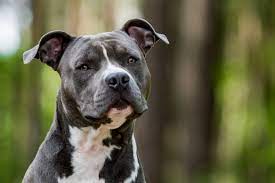 Though known for its courage and high energy level. American Staffordshire Terrier Steckbrief Charakter Wesen Haltung