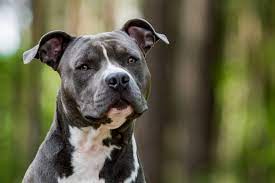 Despite its tough look, the american staffordshire terrier is affectionate and loving. American Staffordshire Terrier Steckbrief Charakter Wesen Haltung