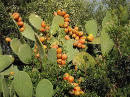 Have you tried cactus or any fruit of a cactus before? Corse Figues De Barbarie Corsica Grapes Pumpkin Patch
