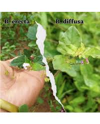 Image result for Boerhavia diffusa