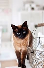 Black And White Siamese Cat Minty House Blog Wiosna Na Malej Siamese Cats Cats Siamese Kittens