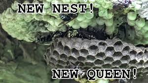 Bald faced hornet nest images. Yellow Jacket Queen Bald Faced Hornet Nest Removal Relocation Collection Youtube
