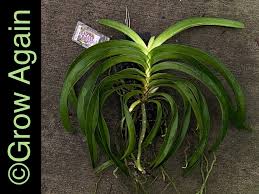 Image result for Coelorachis