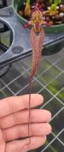 Image result for Bulbophyllum humblotii