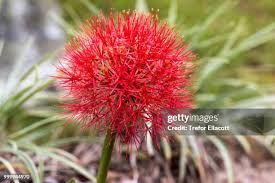 Image result for Scadoxus cinnabarinus