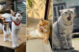 Available in two bundles , don't miss your chance to put these feisty felines on your vehicles: Iujir 7iyjdm3m