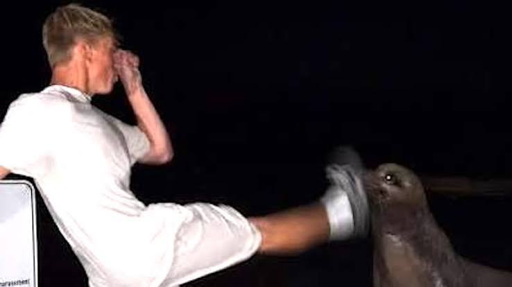 Man Kicks Sea Lion at La Jolla Cove Sparking Outrage (Video) - Surfer