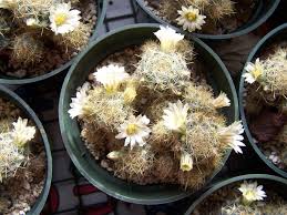 Cactus houseplants have that same characteristic: My Nipples Are Blooming Texas Nipple Cactus Mammillaria Prolifera Cactus