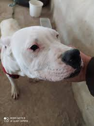 Dogo Arjantin Izmir Home Facebook