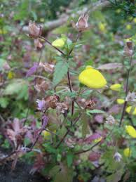 Image result for Calceolaria tripartita
