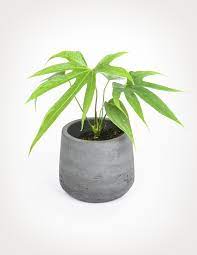 Anthurium Pedatoradiatum Fingers Anthurium Making Plant Pots Plants