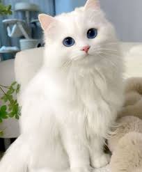 Name for female cat starting with M