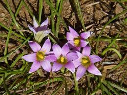 Image result for Romulea camerooniana