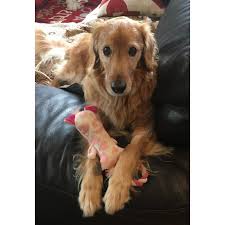We did not find results for: Sammy Medium Male Golden Retriever X Cocker Spaniel Mix Dog In Vic Petrescue