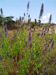 Image result for Kotschya capitulifera