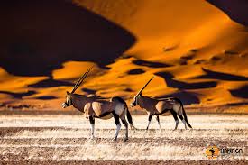 Namib Desert