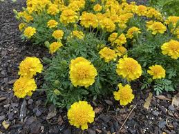 Image result for tagetes)