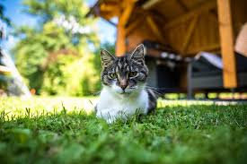 Balkon katzensicher machen ohne bohren premium terrasse. Garten Katzensicher Machen 6 Wichtige Tipps