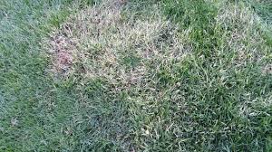 When upgraded to +10, it does 11 damage. Grass Turning White The Lawn Forum