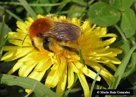 Image result for Bombus muscorum