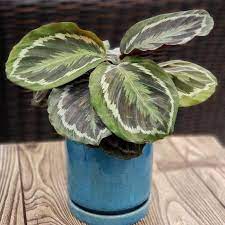 Plant Of The Week Calathea Medallion This Clean Air Plants Like Warm Temperatures High Humidity And Water Weekly Thes Air Cleaning Plants Plants Air Plants
