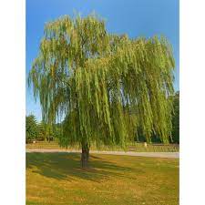 Cara menanam tanaman janda merana. Pokok Janda Merana Weeping Willow Shopee Malaysia