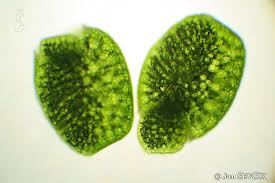 Image result for Wolffia arrhiza