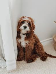 Generally cavapoos have sweet expressions and sturdy little bodies, like both of their parents. Pin On Our Puppy