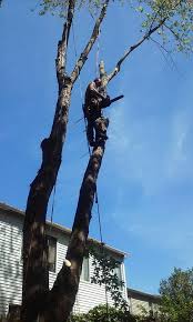 Maybe you would like to learn more about one of these? Two Brothers Tree Service Llc Home Facebook