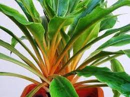 Chlorophytum Amaniense Fire Flash Aka Orange Spider Plant This Is A Great Plant To Mix In An Arrangemen Spider Plant Care Ornamental Plants Foliage Plants