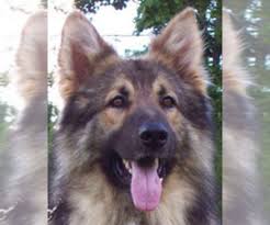 Their coat also comes in a variety of other colors including solid black or. Shiloh Shepherd Verified Dog Breeders In Usa Page 1 10 Per Page Puppyfinder Com