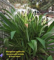 Image result for Macrotyloma stenophyllum