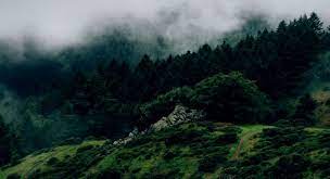 Nature Green Aesthetic Background 1366x768 Wallpaper Teahub Io Photo collage wallpaper desktop wallpaper digital collage art. nature green aesthetic background