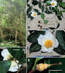 Image result for Theaceae