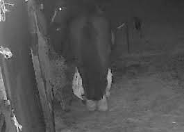 Gillingham woman makes plea to find man who sexually assaulted her horse in  Rainham stables