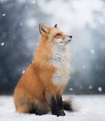 Wallpaper forest trees night magic art fox fox images. Free Download Red Foxes Images Snow Fox Hd Wallpaper And Background Photos 1157x1333 For Your Desktop Mobile Tablet Explore 30 Red Fox Wallpapers Red Fox Wallpaper Red Fox Wallpapers