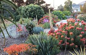 Proteas And Succulents Mediterranean Plants Mediterranean Landscaping Mediterranean Garden