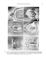 Image result for Pseudoeriosema borianii