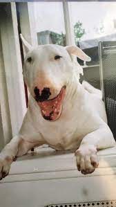 pin van manami op english bull terriers in 2020 zusje