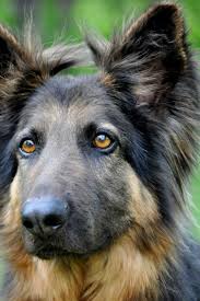 Our german shepherds and german shepherd puppies are lovingly cared for by my wife and i. White German Shepherd Puppies For Sale In Michigan News At Puppies Api Ufc Com